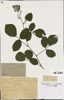 spécimen de Rubus insericatus