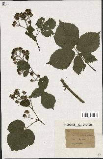 spécimen de Rubus insericatus