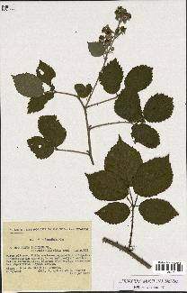 spécimen de Rubus pallidus