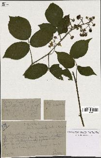 spécimen de Rubus pallidus