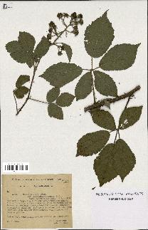 spécimen de Rubus micans