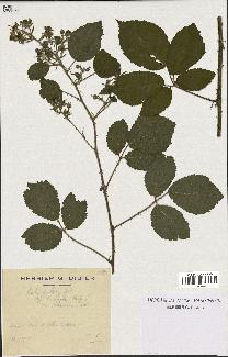 spécimen de Rubus pallidus