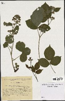 spécimen de Rubus obscurus