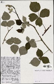 spécimen de Rubus micans