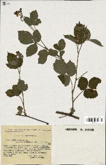 spécimen de Rubus foliosus