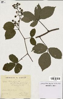 spécimen de Rubus foliosus