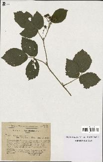 spécimen de Rubus foliosus