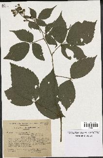 spécimen de Rubus foliosus