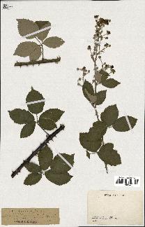 spécimen de Rubus ulmifolius x caesius