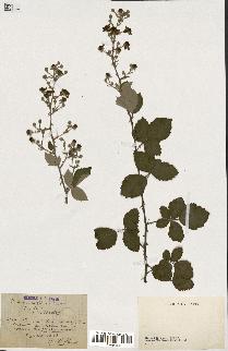 spécimen de Rubus ulmifolius x caesius