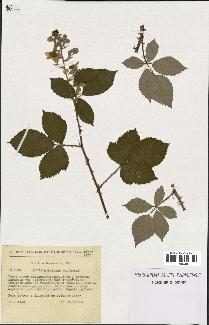 spécimen de Rubus pubescens