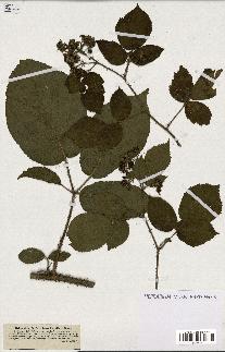 spécimen de Rubus hirtus