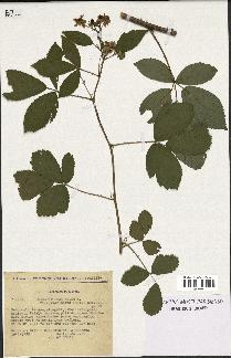 spécimen de Rubus nitidus