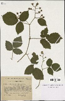 spécimen de Rubus rivularis