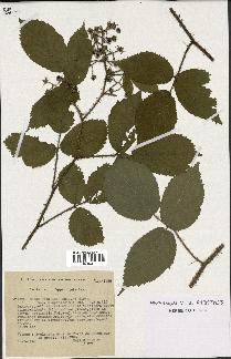 spécimen de Rubus rivularis