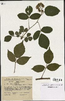 spécimen de Rubus serpens