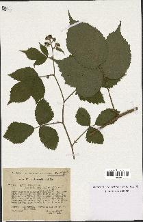 spécimen de Rubus serpens