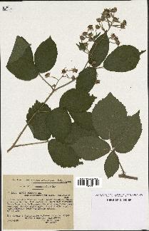 spécimen de Rubus serpens