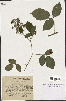 spécimen de Rubus serpens