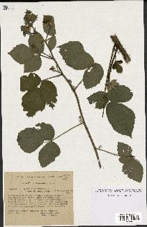 spécimen de Rubus thyrsiflorus