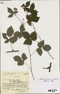 spécimen de Rubus roseiflorus