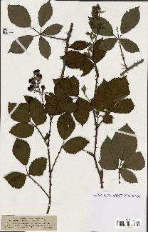 spécimen de Rubus vulgaris