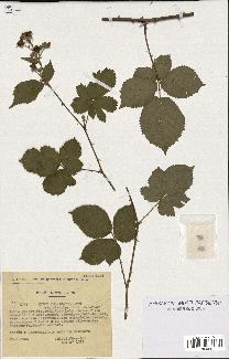 spécimen de Rubus imbricatus