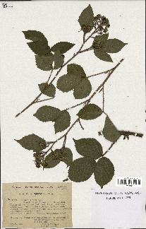 spécimen de Rubus hirtus