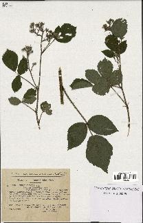 spécimen de Rubus hirtus