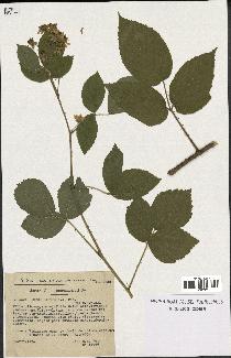 spécimen de Rubus hirtus