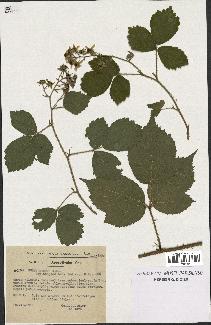 spécimen de Rubus hirtus