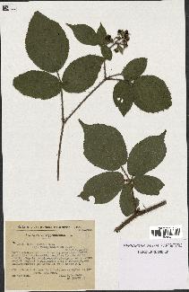 spécimen de Rubus hirtus