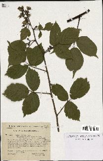 spécimen de Rubus hirtus