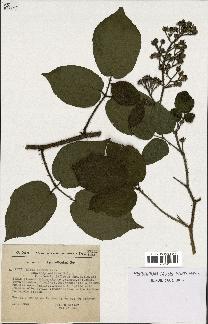 spécimen de Rubus hirtus