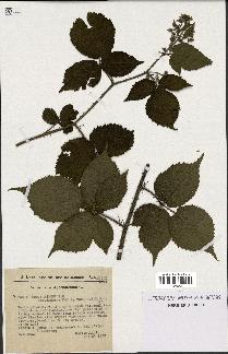 spécimen de Rubus hirtus