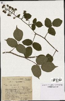 spécimen de Rubus hirtus