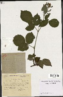 spécimen de Rubus plicatus