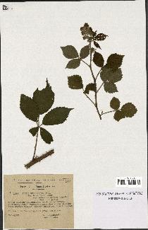 spécimen de Rubus hebecarpus