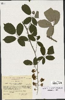 spécimen de Rubus ulmifolius
