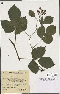 spécimen de Rubus insericatus