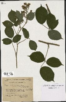 spécimen de Rubus insericatus