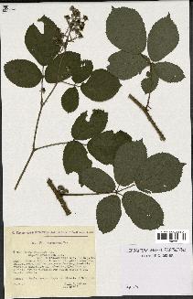 spécimen de Rubus pallidus