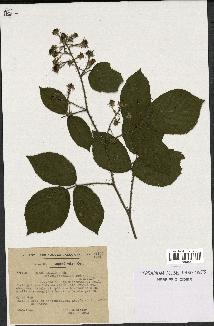 spécimen de Rubus pallidus