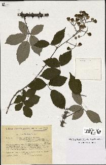 spécimen de Rubus ulmifolius