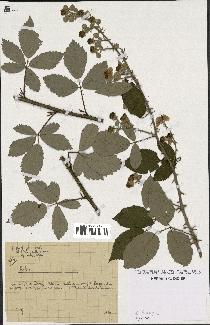 spécimen de Rubus sp.