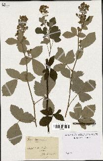 spécimen de Rubus lloydianus