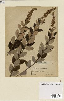 spécimen de Spiraea tomentosa