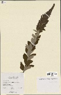 spécimen de Spiraea tomentosa