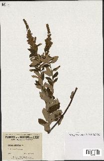 spécimen de Spiraea tomentosa