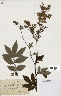 spécimen de Spiraea ulmaria